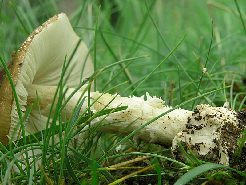 Amanita vaginata sottosezione Ovigerae: A. dryophila?